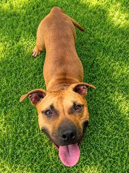 Mariah, a Adoptable mixed breed in Palm Coast, FL image 2/3