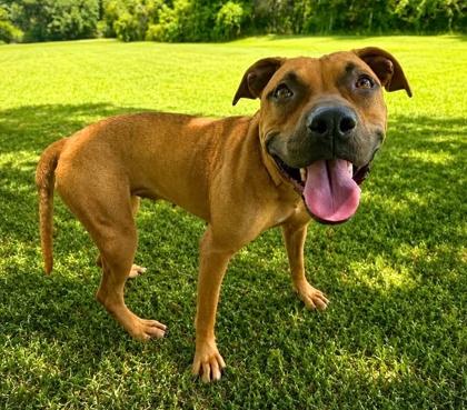 Mariah, a Adoptable mixed breed in Palm Coast, FL image 3/3