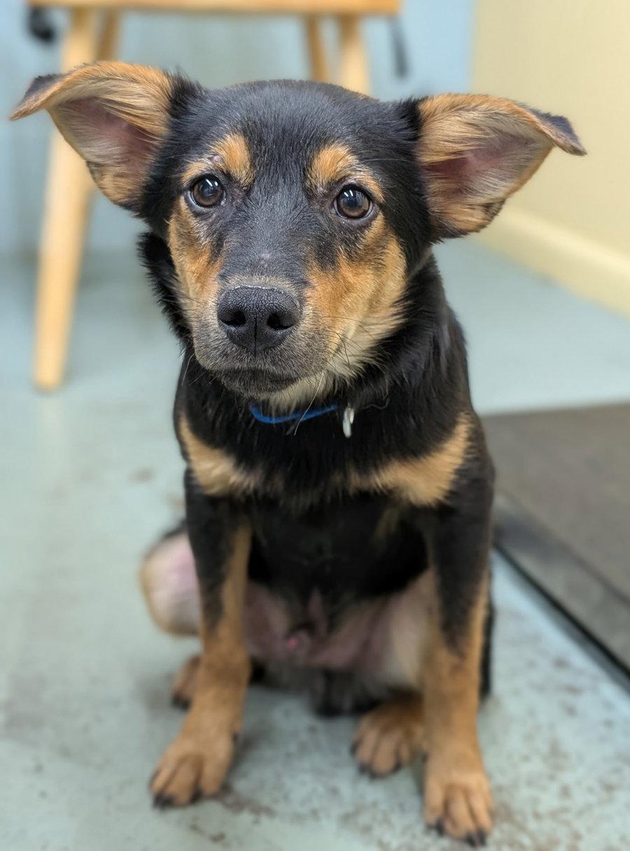 Puppy Romeo, a Adopted mixed breed in Cuyahoga Falls, OH image 1/3