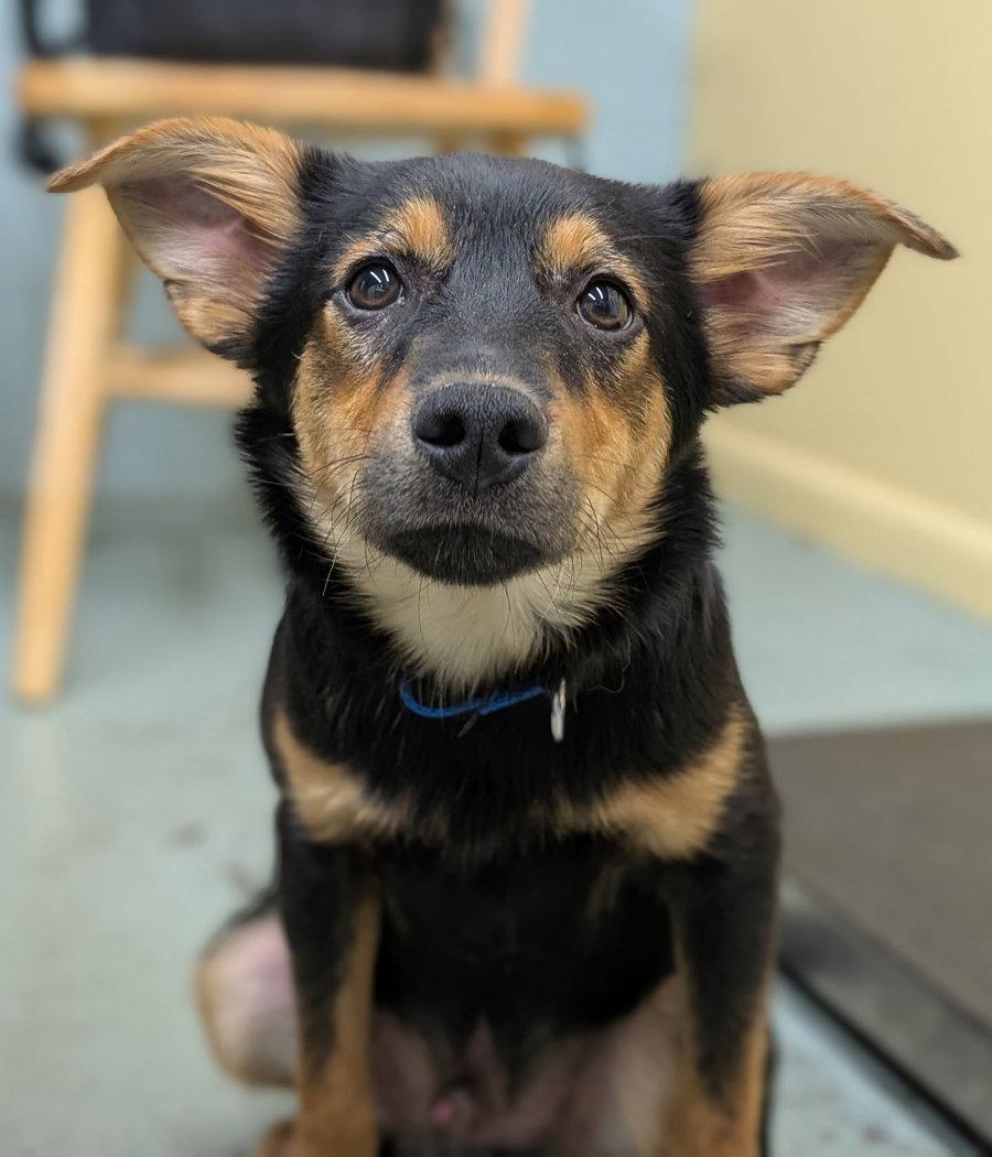 Puppy Romeo, a Adopted mixed breed in Cuyahoga Falls, OH image 2/3