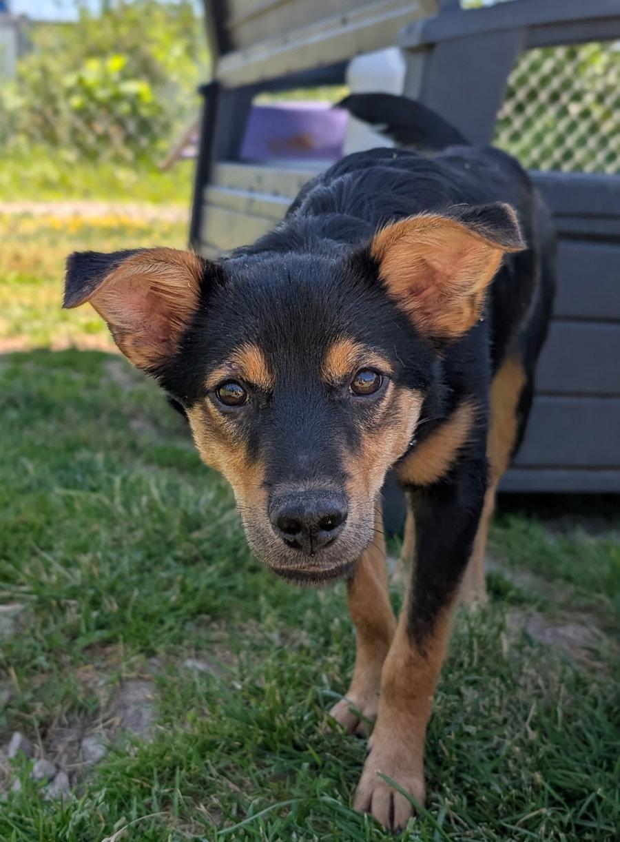Puppy Romeo, a Adopted mixed breed in Cuyahoga Falls, OH image 3/3