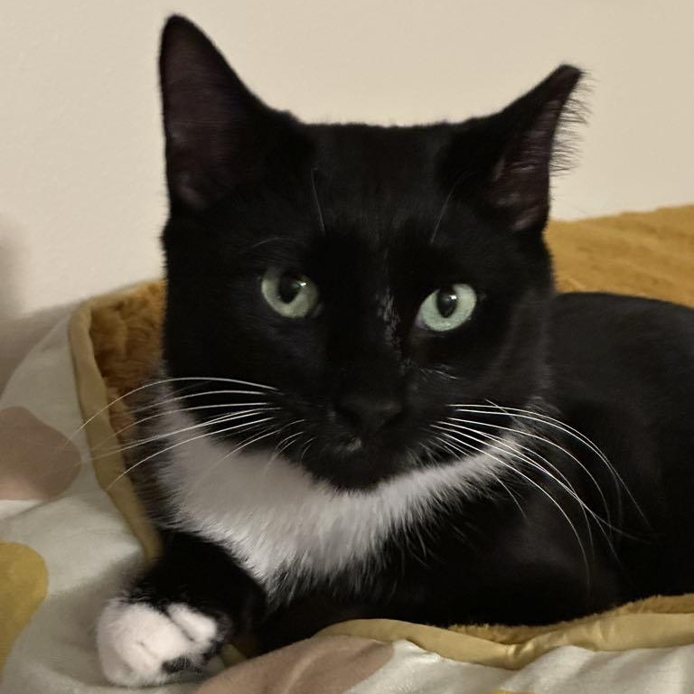 STARR, Young Male Domestic Short Hair