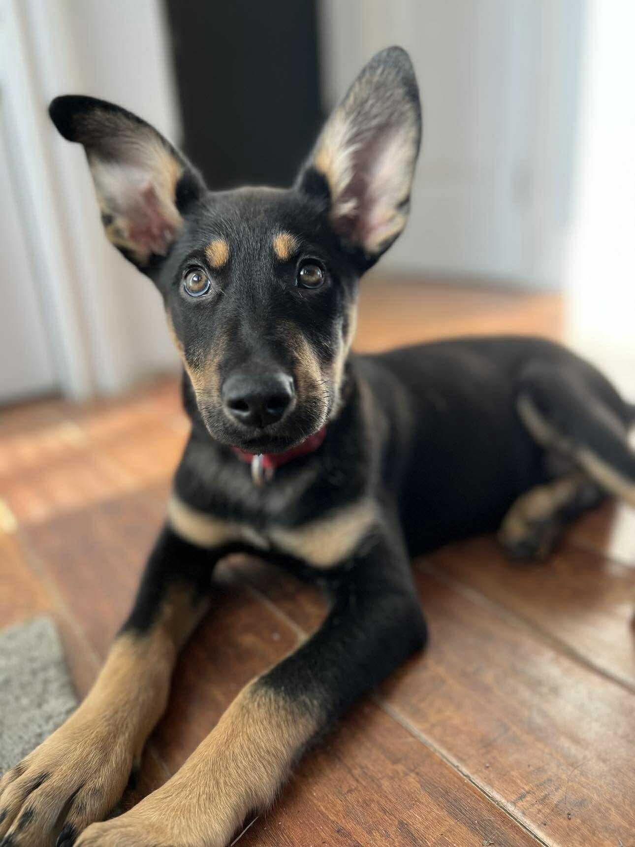 Enlarge Harvest, a Adoptable mixed breed in Etobicoke, ON image 1/1