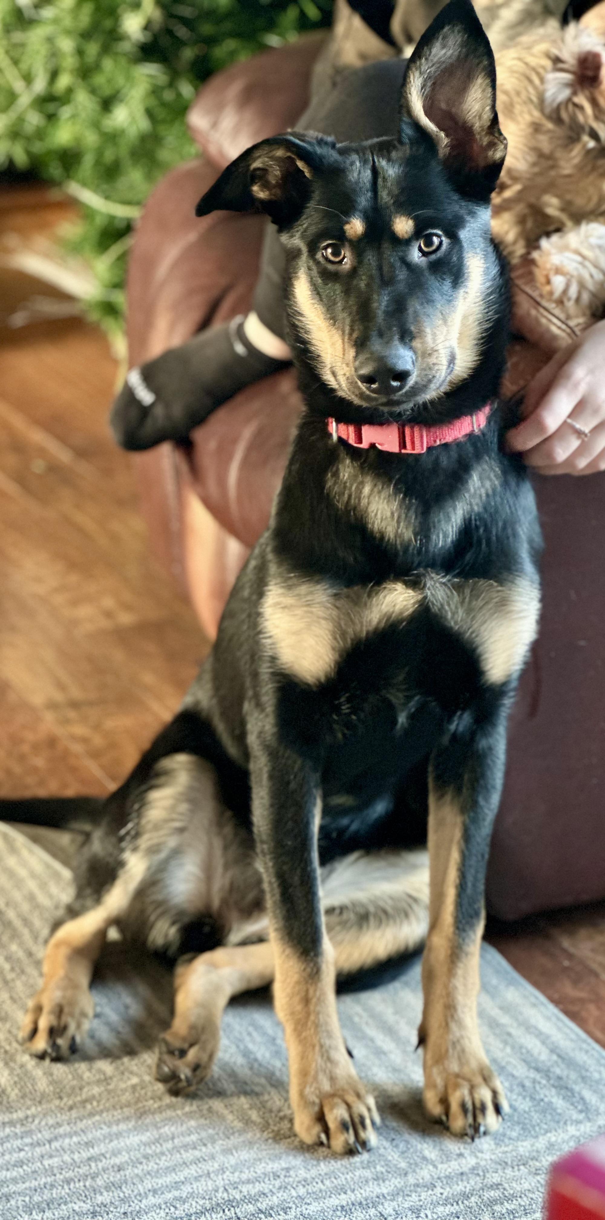 Enlarge Harvest, a Adoptable mixed breed in Etobicoke, ON image 2/2