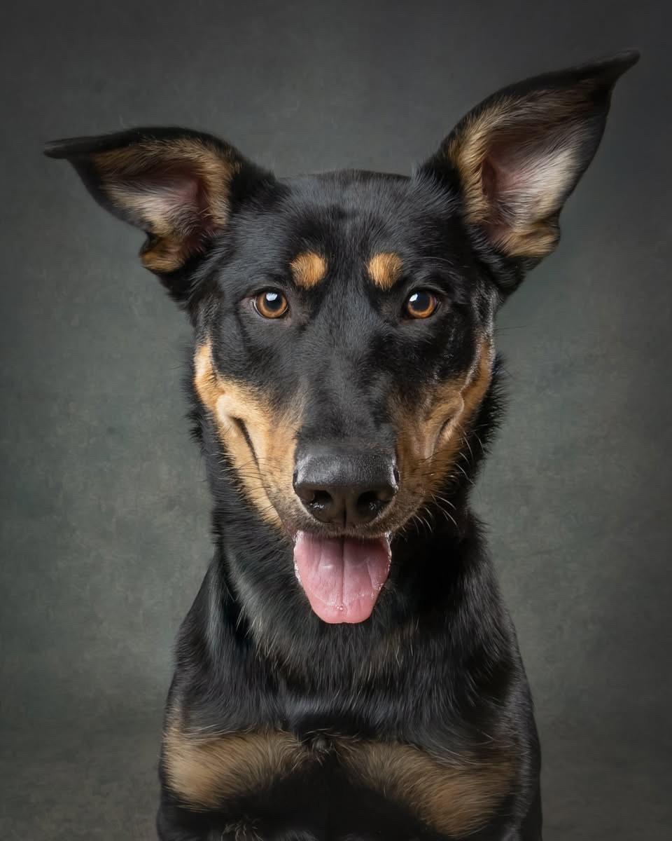 Harvest, Adoptable, Young Female German Shepherd Dog & Husky.