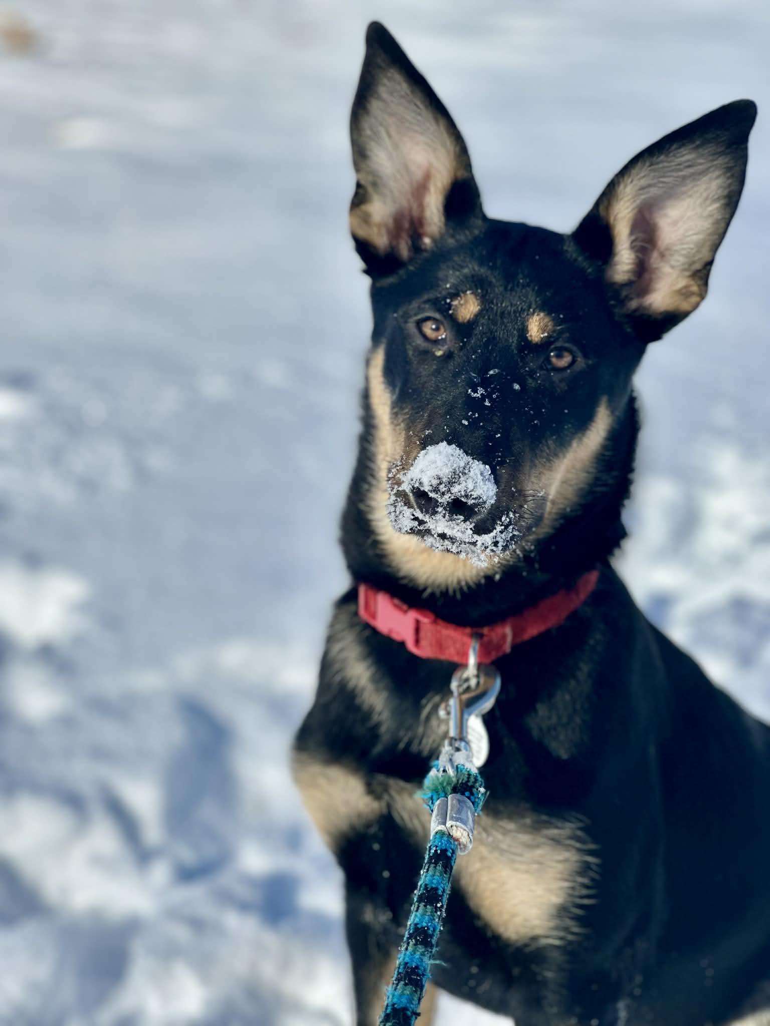 Enlarge Harvest *Adoption Pending*, a Adoptable mixed breed in Etobicoke, ON image 4/6