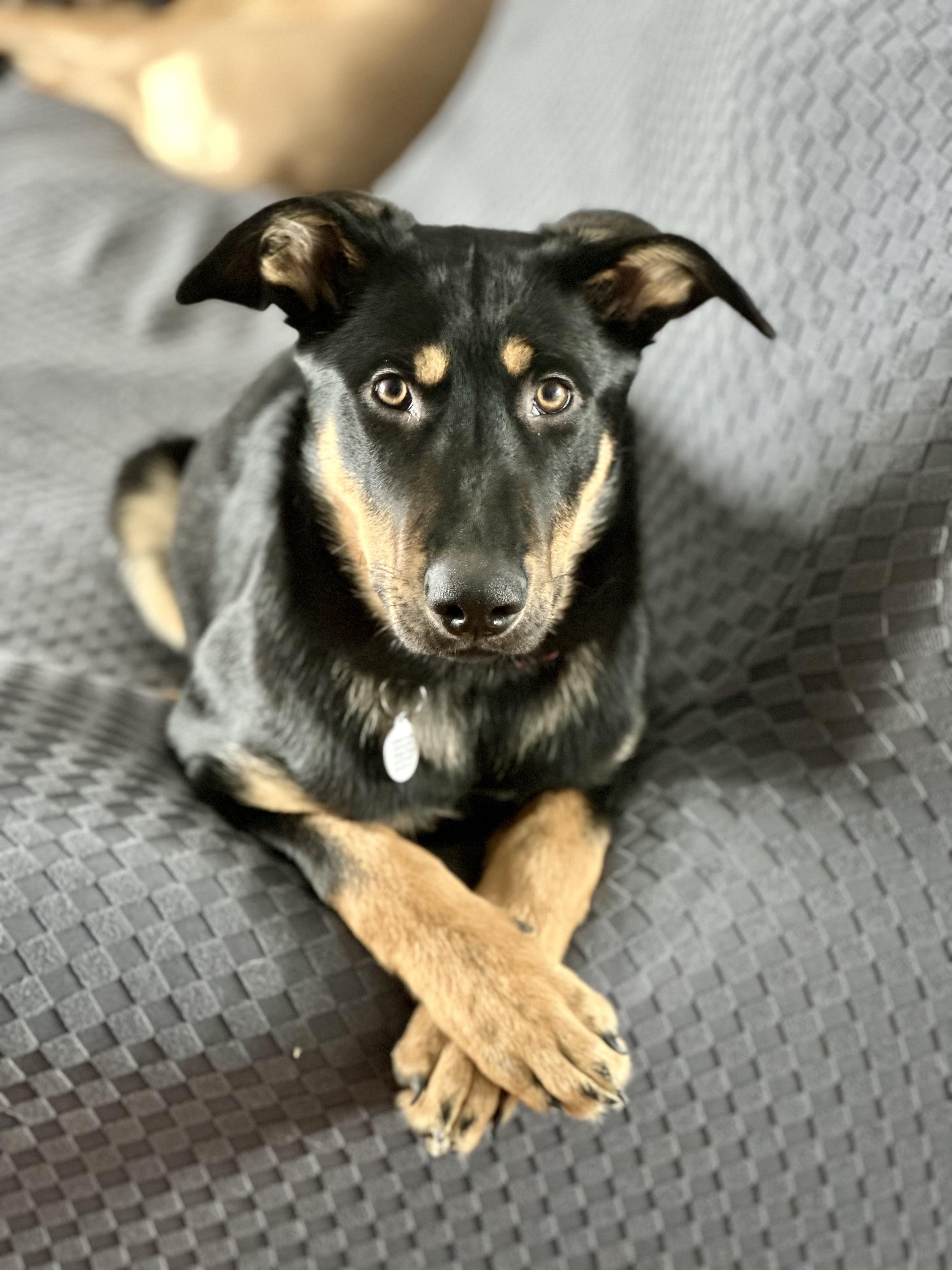 Enlarge Harvest, a Adoptable mixed breed in Etobicoke, ON image 1/2