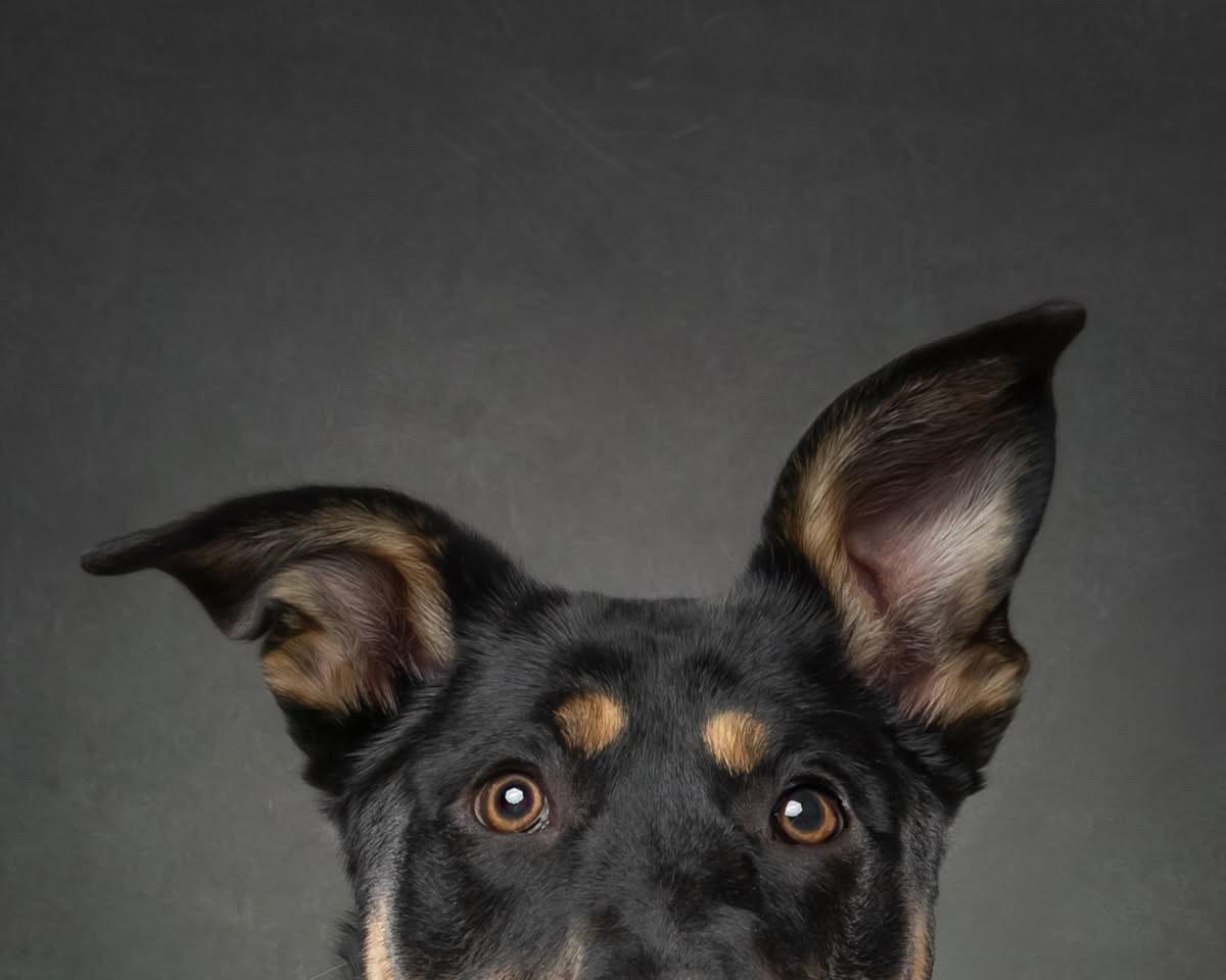 Enlarge Harvest *Adoption Pending*, a Adoptable mixed breed in Etobicoke, ON image 6/6