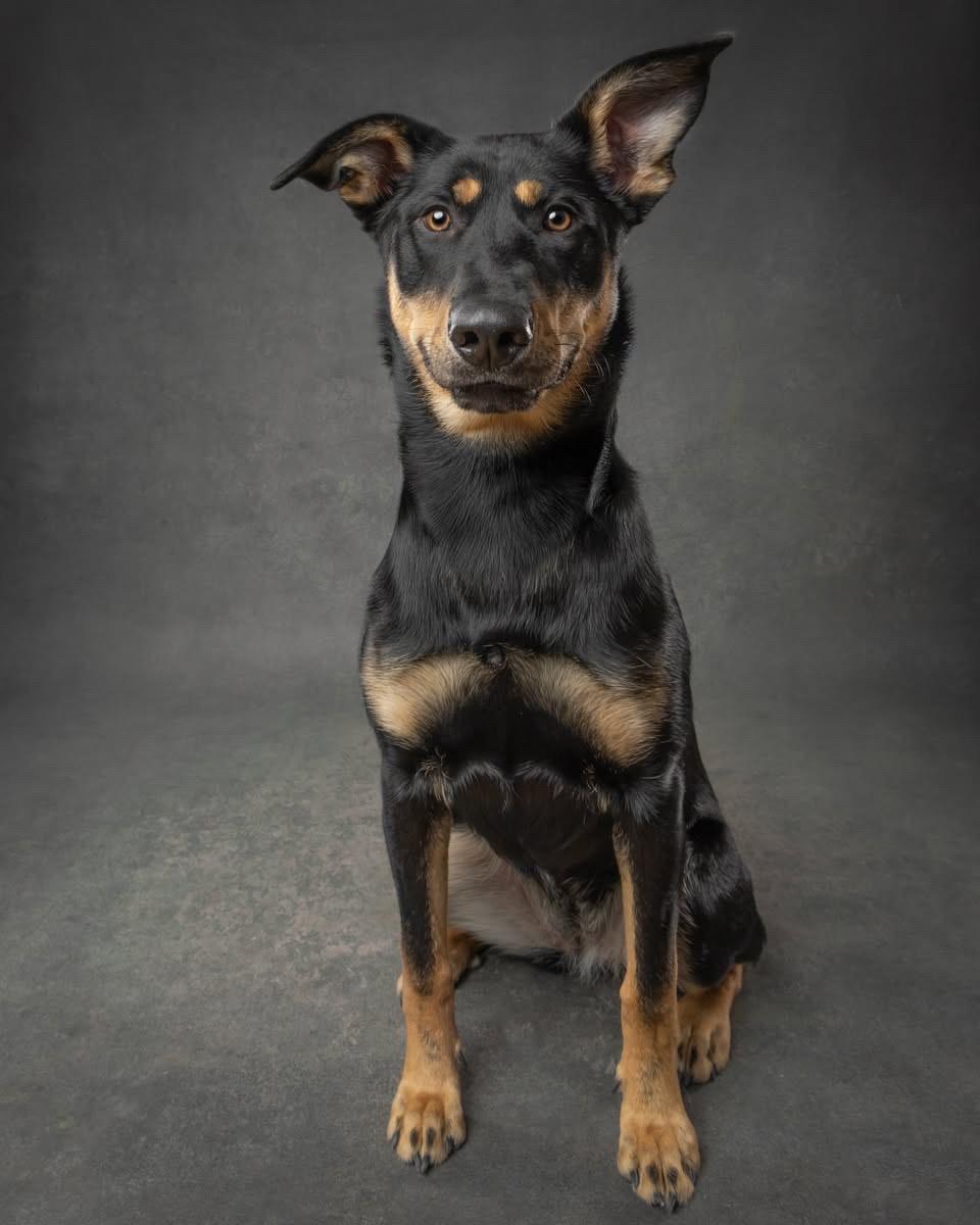 Enlarge Harvest *Adoption Pending*, a Adoptable mixed breed in Etobicoke, ON image 5/6