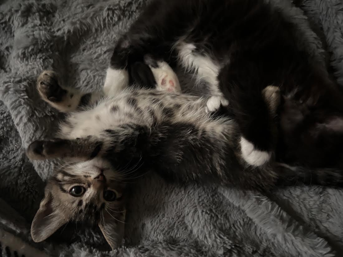 Enlarge Primrose(Prim), a ADOPTABLE Domestic Short Hair in Newborn, GA image 2/2