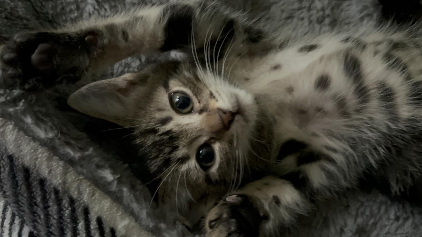 Enlarge Primrose(Prim), a ADOPTABLE Domestic Short Hair in Newborn, GA image 1/2