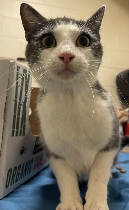 Enlarge Lincoln, a Adoptable mixed breed in Detroit, MI image 1/3