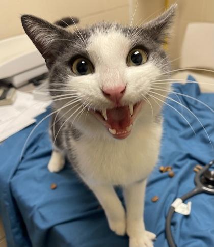 Enlarge Lincoln, a Adoptable mixed breed in Detroit, MI image 2/3