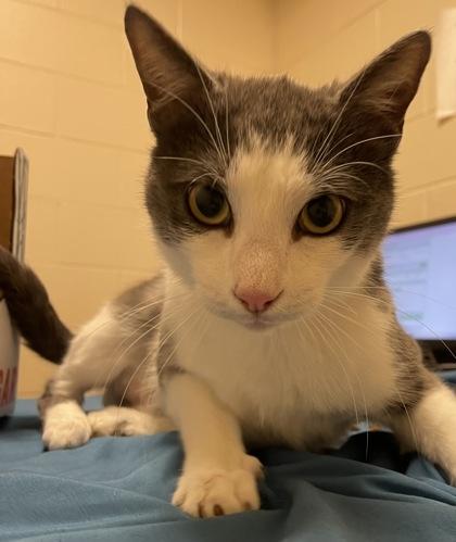 Enlarge Lincoln, a Adoptable mixed breed in Detroit, MI image 3/3