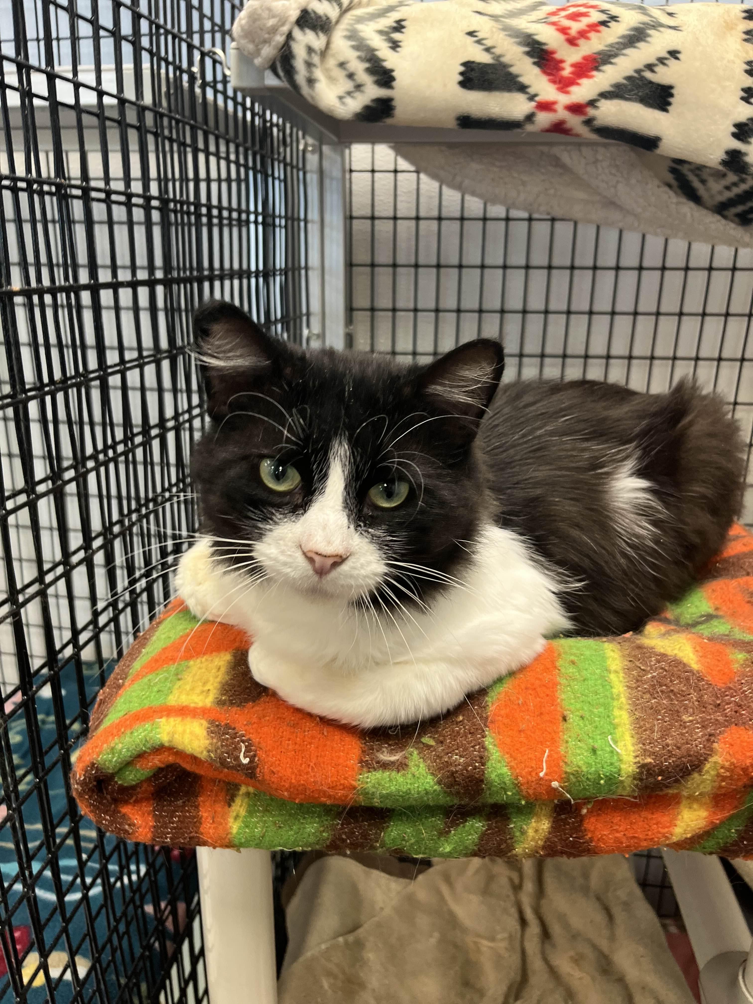 Rockie, Adult Male unknown
