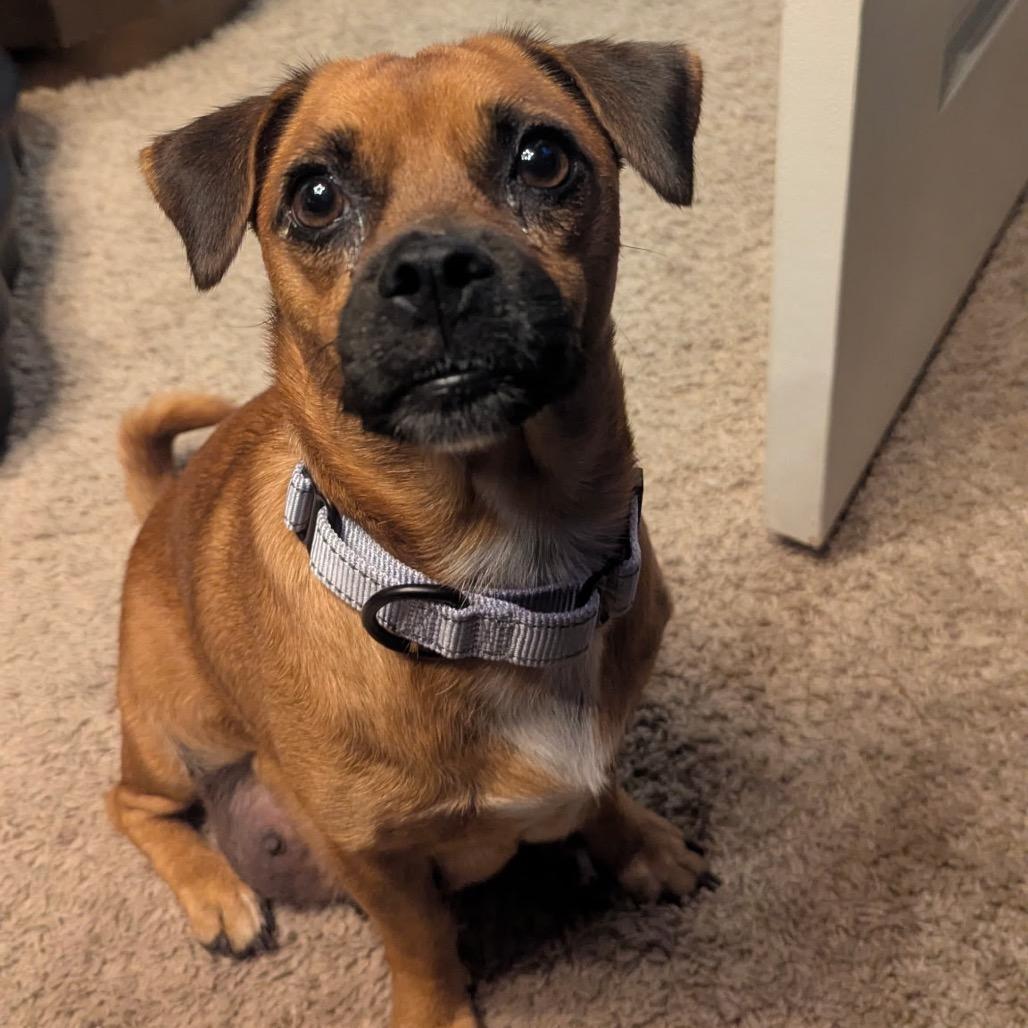 Enlarge Polly, a Adoptable Pug in Branson, MO image 2/3