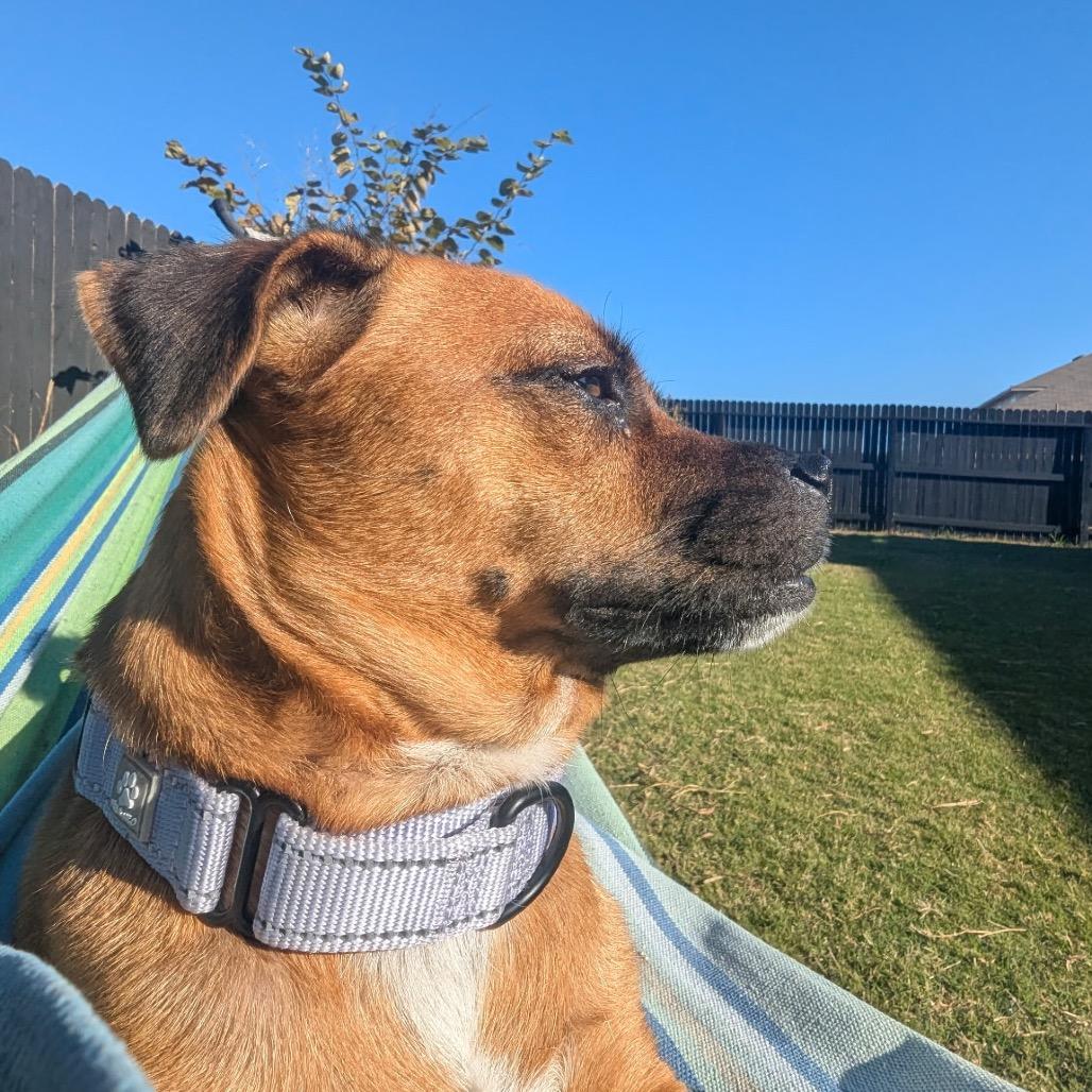 Enlarge Polly, a Adoptable Pug in Branson, MO image 3/3