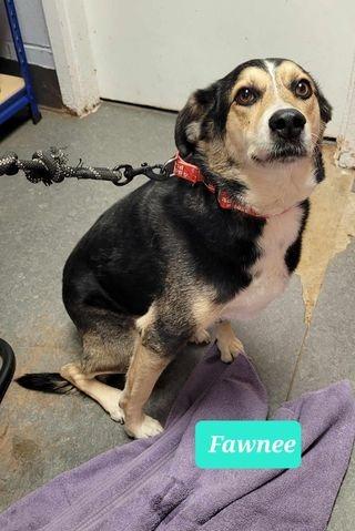 Fawnee, Adoptable, Adult Female Australian Shepherd & Coonhound.