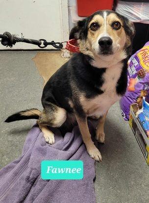 Enlarge Fawnee, a Adoptable mixed breed in Richmond, IN image 2/3