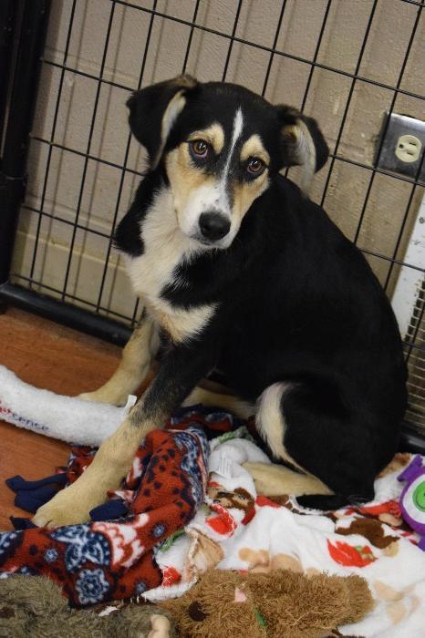 Enlarge Fawnee, a Adoptable mixed breed in Richmond, IN image 3/3