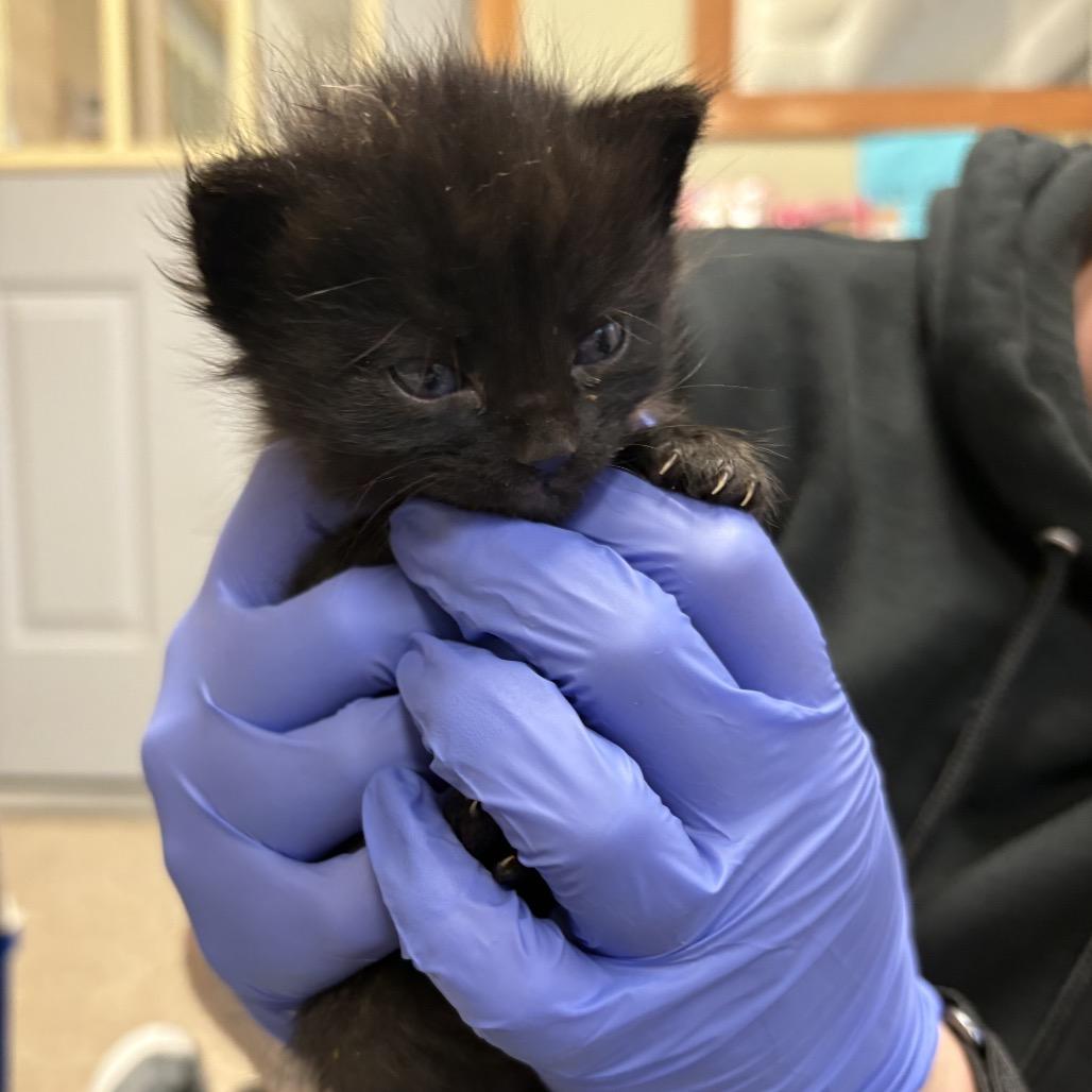 Bronx, Adoptable, Kitten Female Domestic Medium Hair.