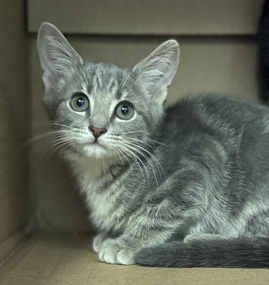 Gibson, Adoptable, Kitten Male Domestic Short Hair.