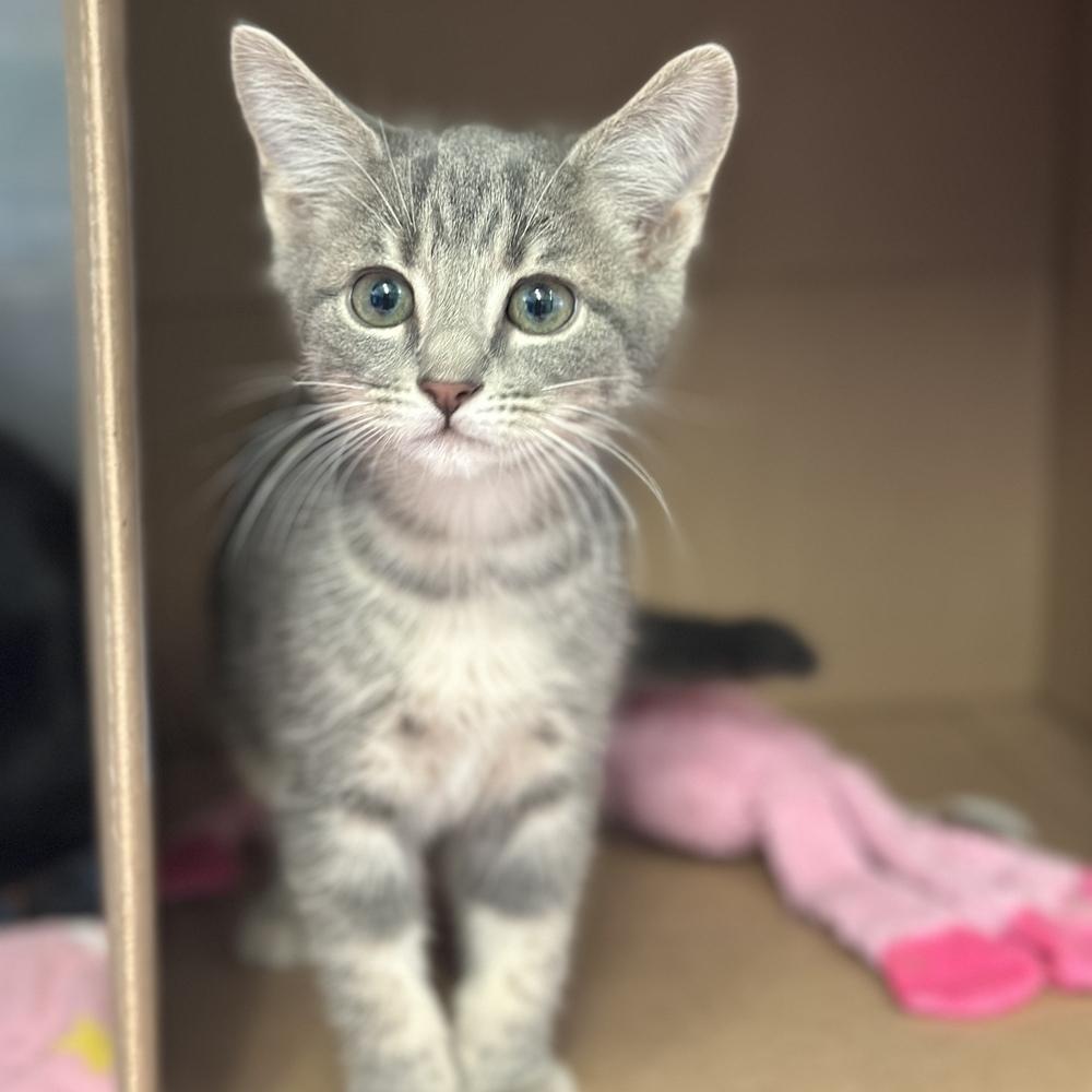 Enlarge Gibson, a Adoptable mixed breed in Columbus, OH image 2/3