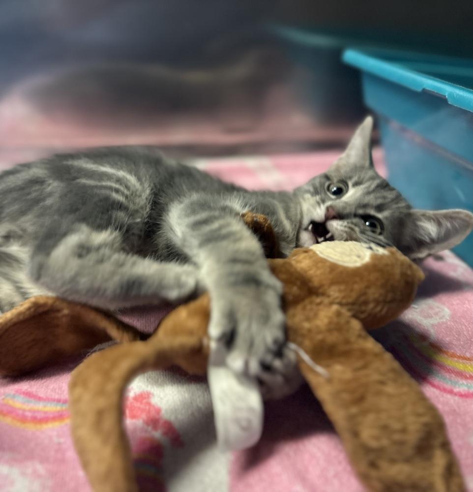 Enlarge Gibson, a Adoptable mixed breed in Columbus, OH image 3/3