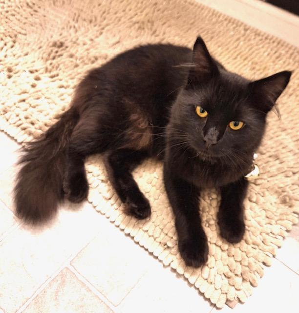 Enlarge Sable, an adopted Maine Coon in New York, NY image 1/5