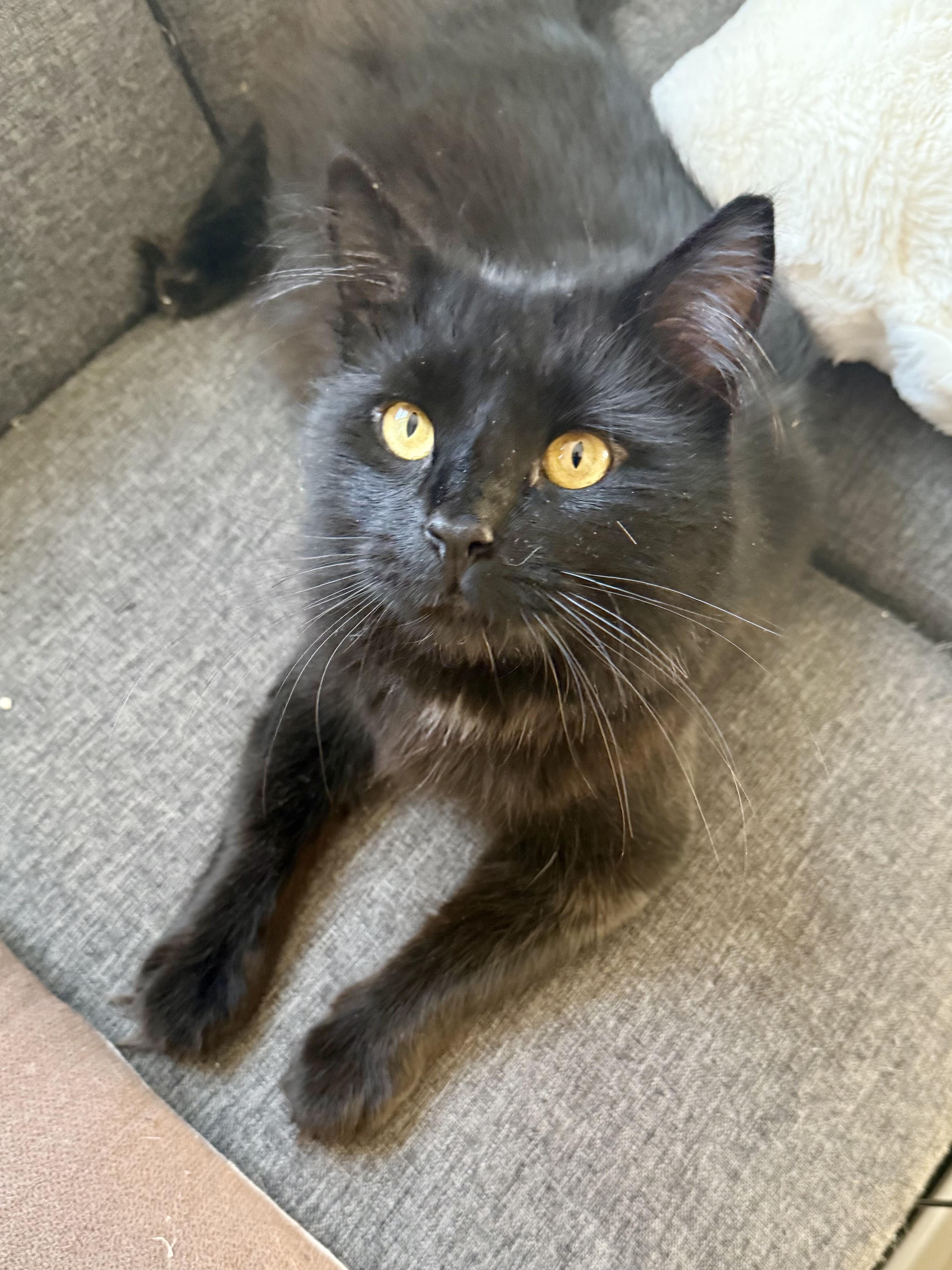 Enlarge Sable, an adopted Maine Coon in New York, NY image 2/5