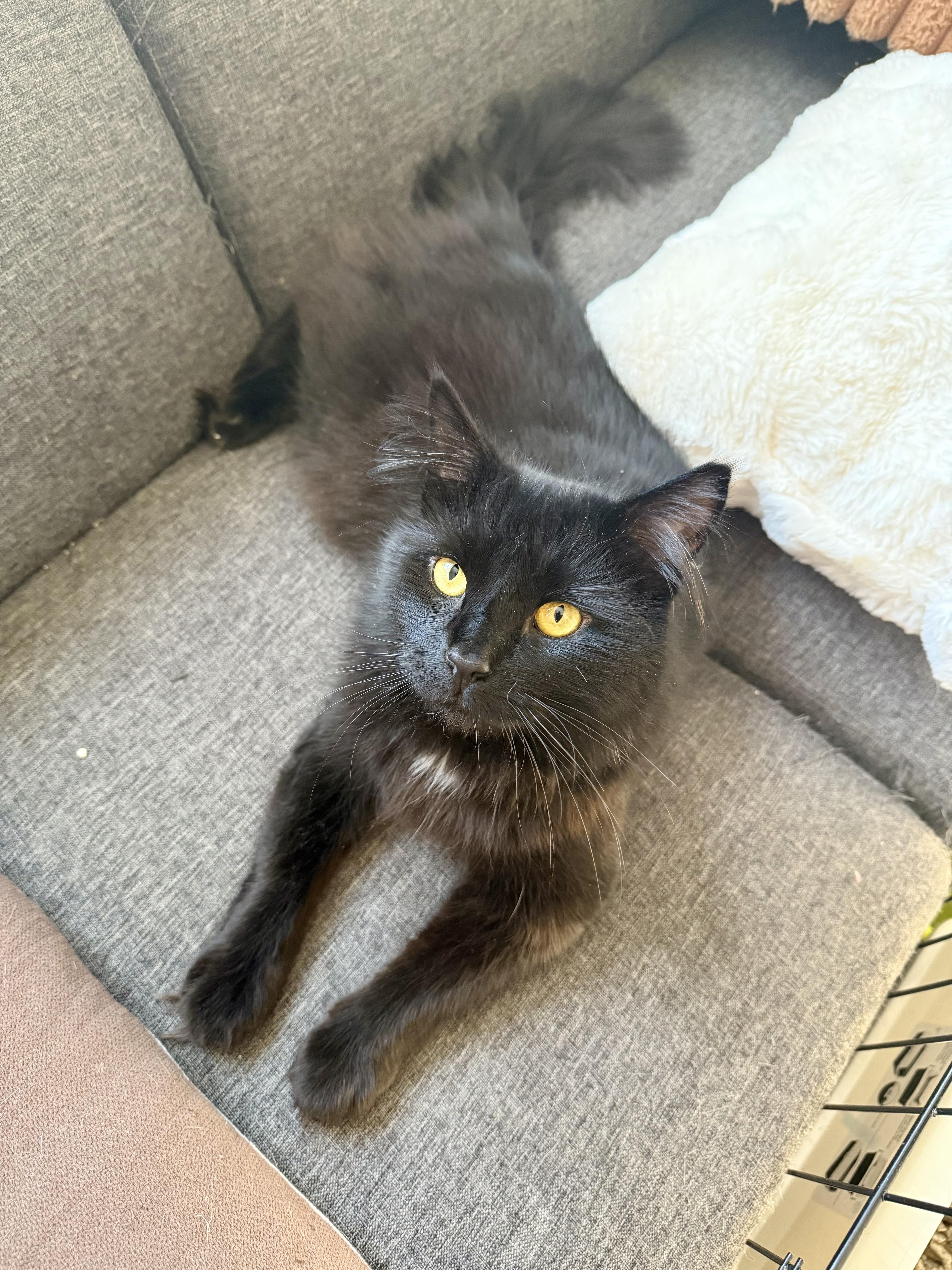 Enlarge Sable, an adopted Maine Coon in New York, NY image 3/5
