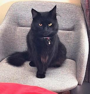 Enlarge Sable, an adopted Maine Coon in New York, NY image 4/5
