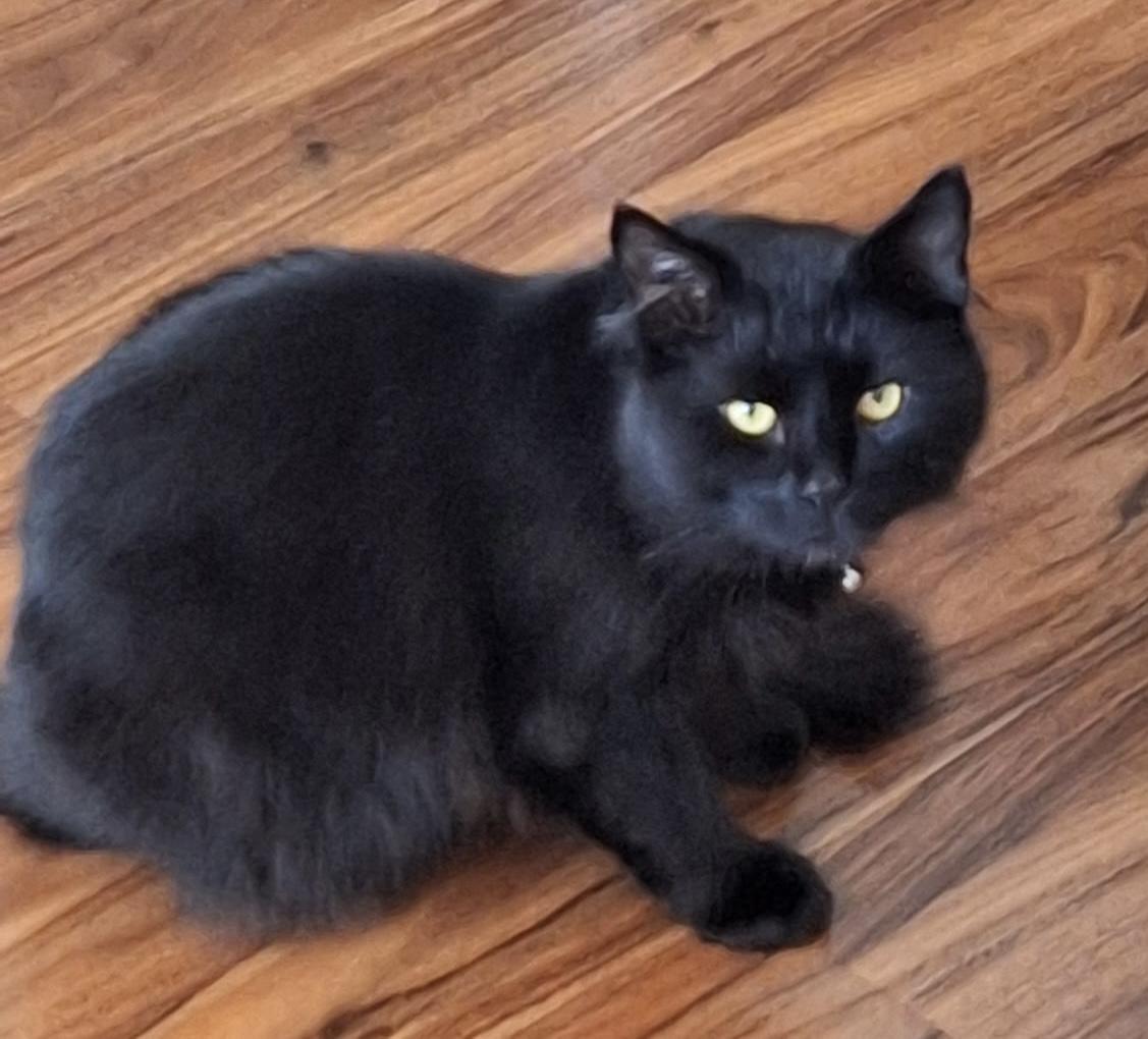 Enlarge Sable, an adopted Maine Coon in New York, NY image 5/5