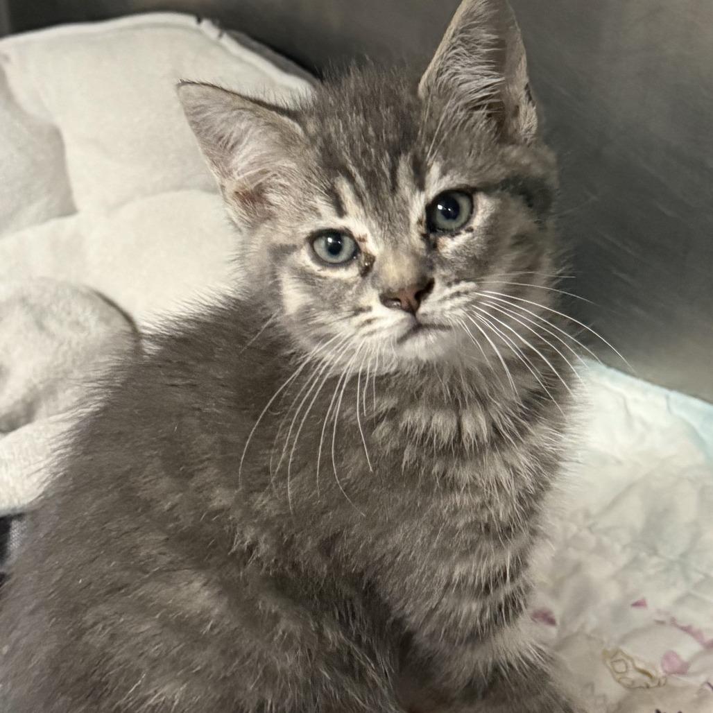 Havarti, Adoptable, Kitten Male Domestic Short Hair.