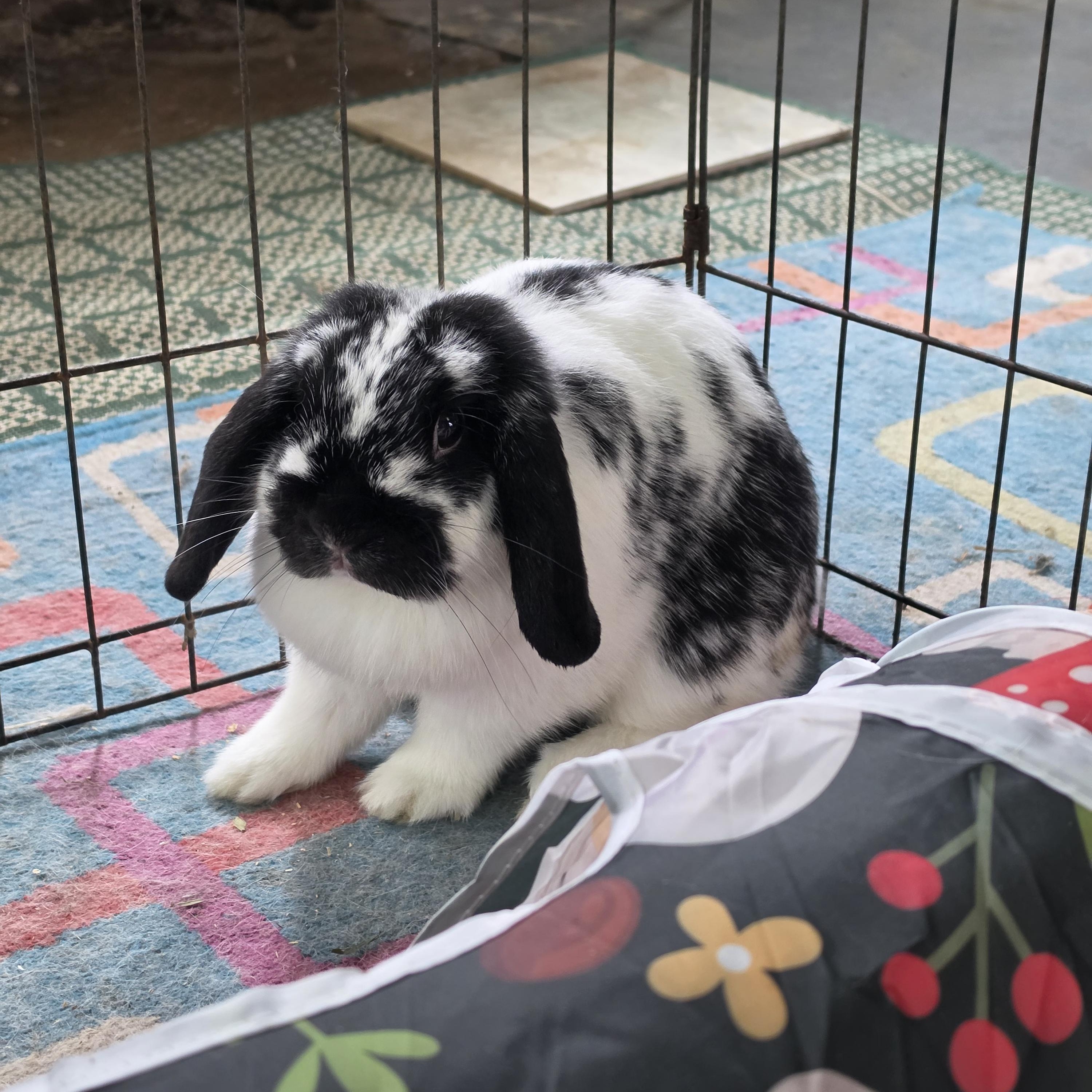 Libbie, Adopted, Young Female Holland Lop.