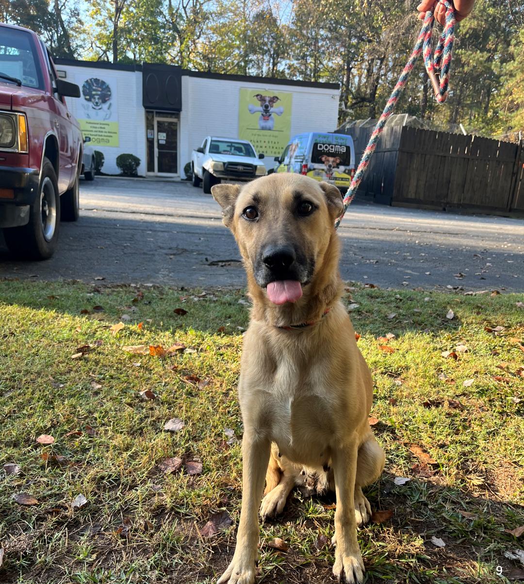 Twirl, a Adoptable mixed breed in Smyrna, GA image 2/2