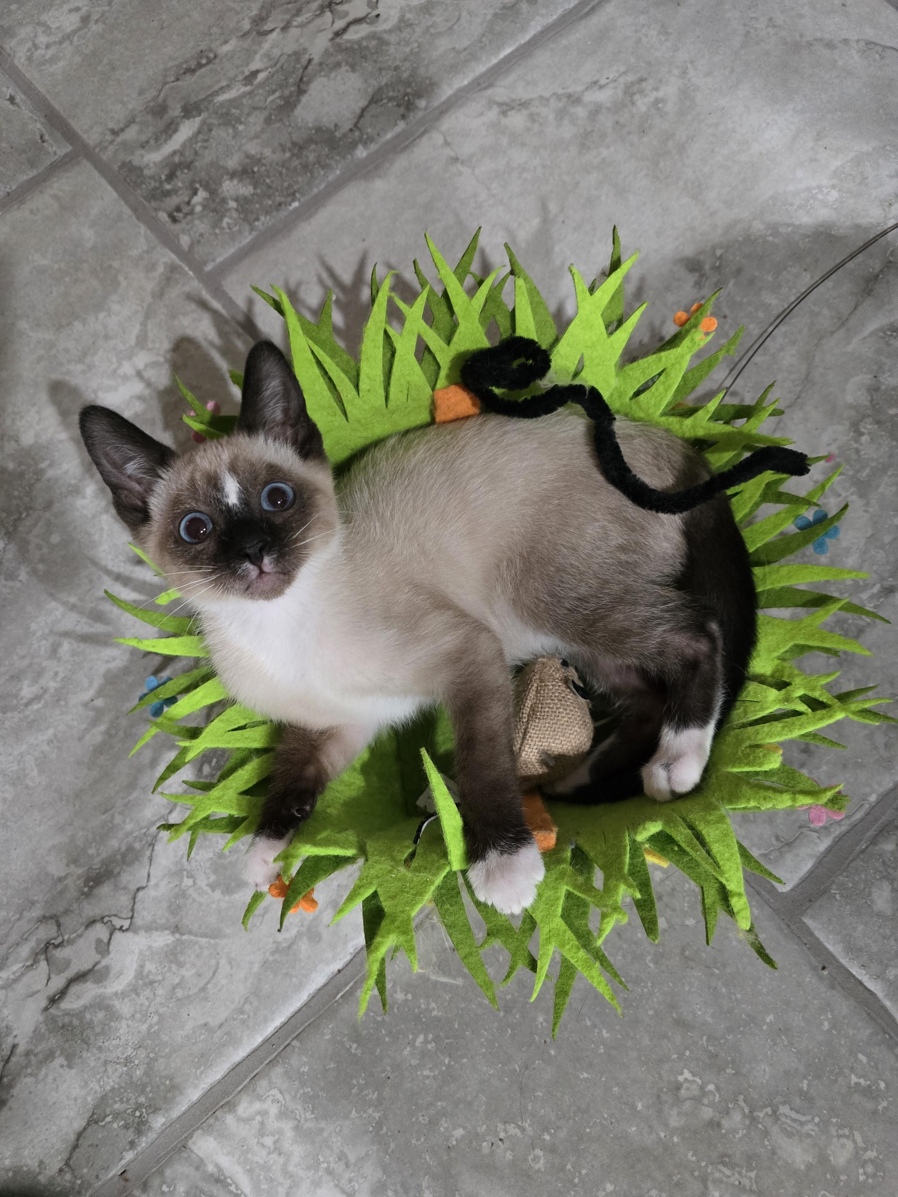 Dunban, ADOPTABLE, Kitten Male Snowshoe.