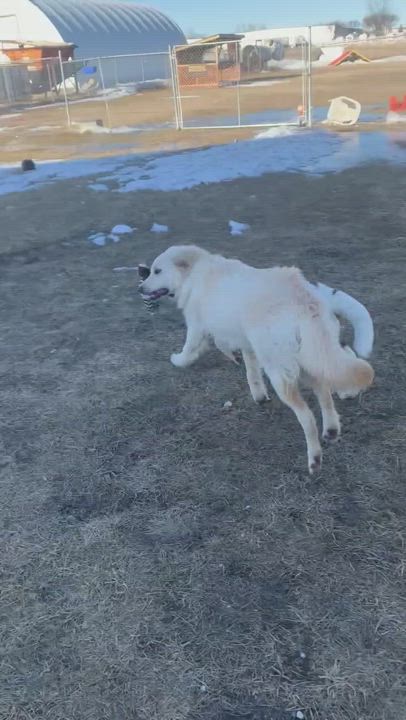 Enlarge Willow, a Adopted mixed breed in Morden, MB video 4/7