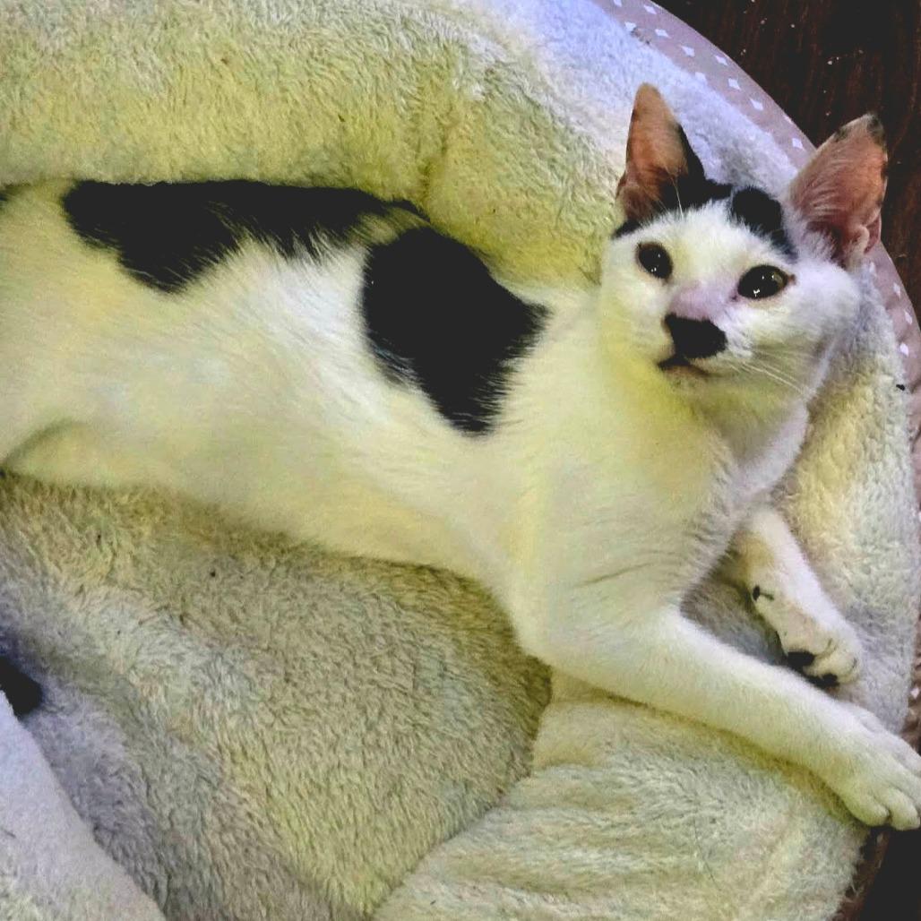 Chaplin Little-AR, Adoptable, Kitten Male Domestic Short Hair.