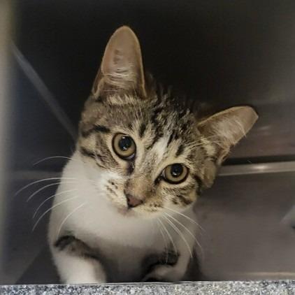 Mihn, Adoptable, Kitten Male Domestic Short Hair.