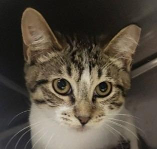 Enlarge Mihn, a Adoptable mixed breed in Brenham, TX image 1/2