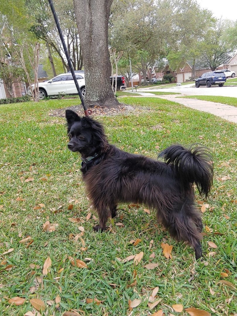 Enlarge Oreo, a Adopted mixed breed in Plantersville, TX image 2/10