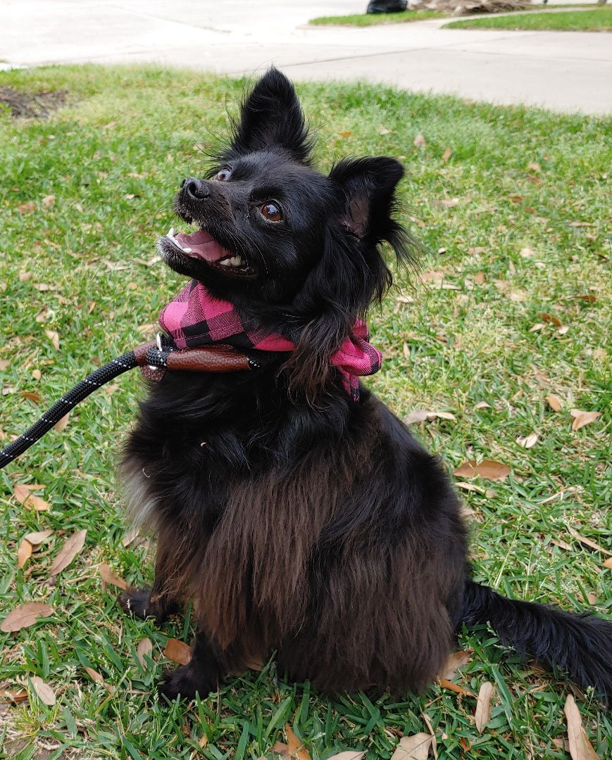 Enlarge Oreo, a Adopted mixed breed in Plantersville, TX image 3/10