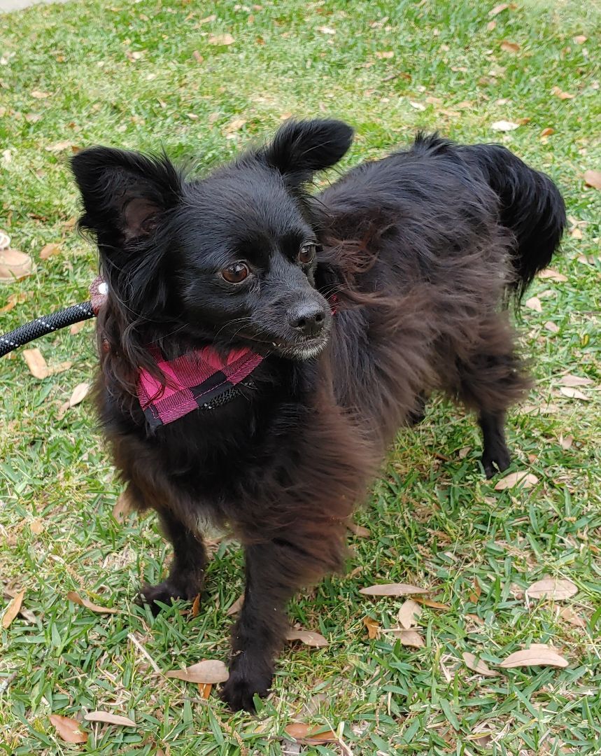 Enlarge Oreo, a Adopted mixed breed in Plantersville, TX image 4/10