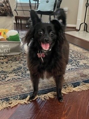 Enlarge Oreo, a Adopted mixed breed in Plantersville, TX image 5/10