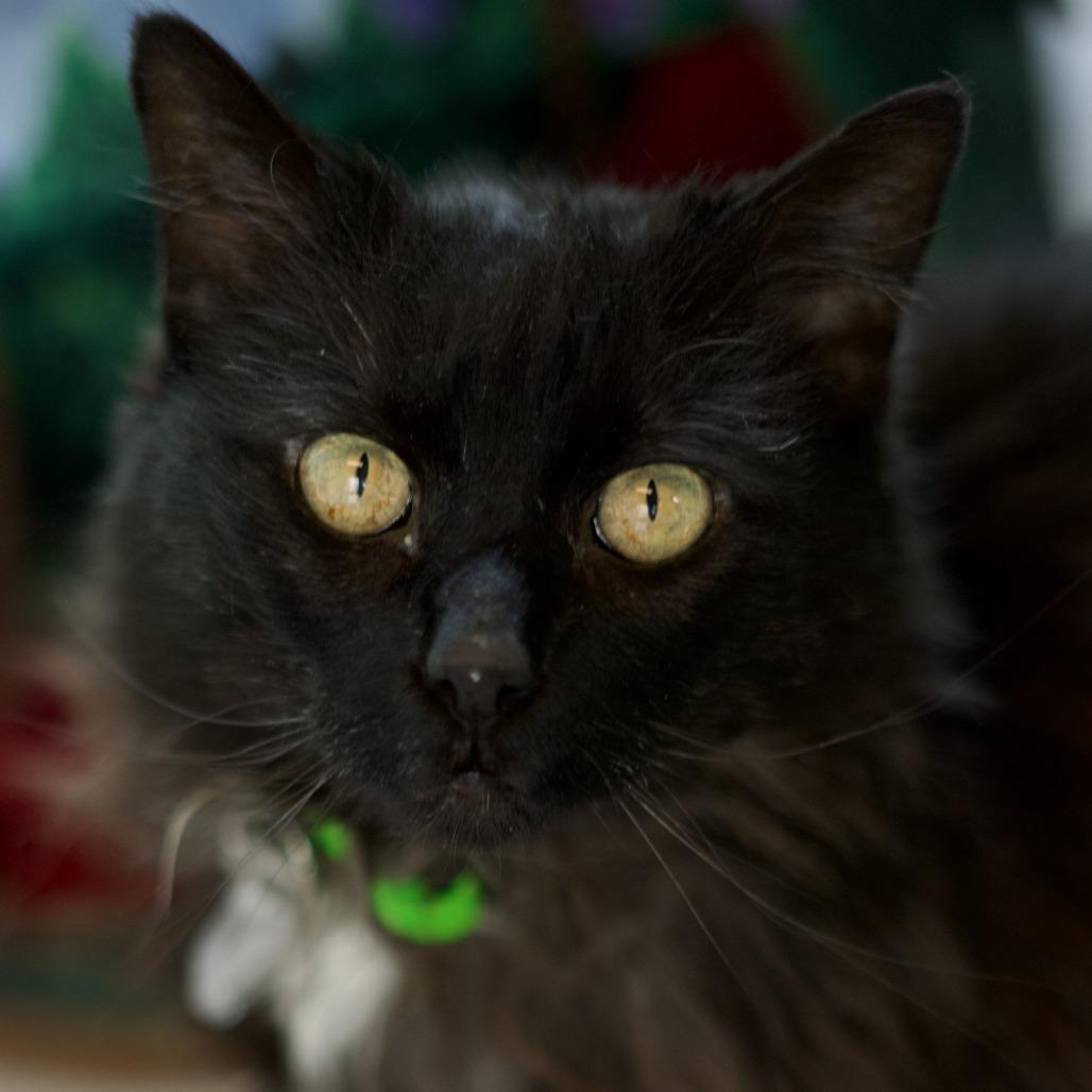 Enlarge Pamela, a Adoptable Domestic Short Hair in Lakewood, CO image 1/4