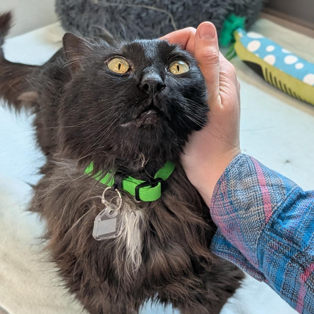 Enlarge Pamela, a Adoptable Domestic Short Hair in Lakewood, CO image 2/4