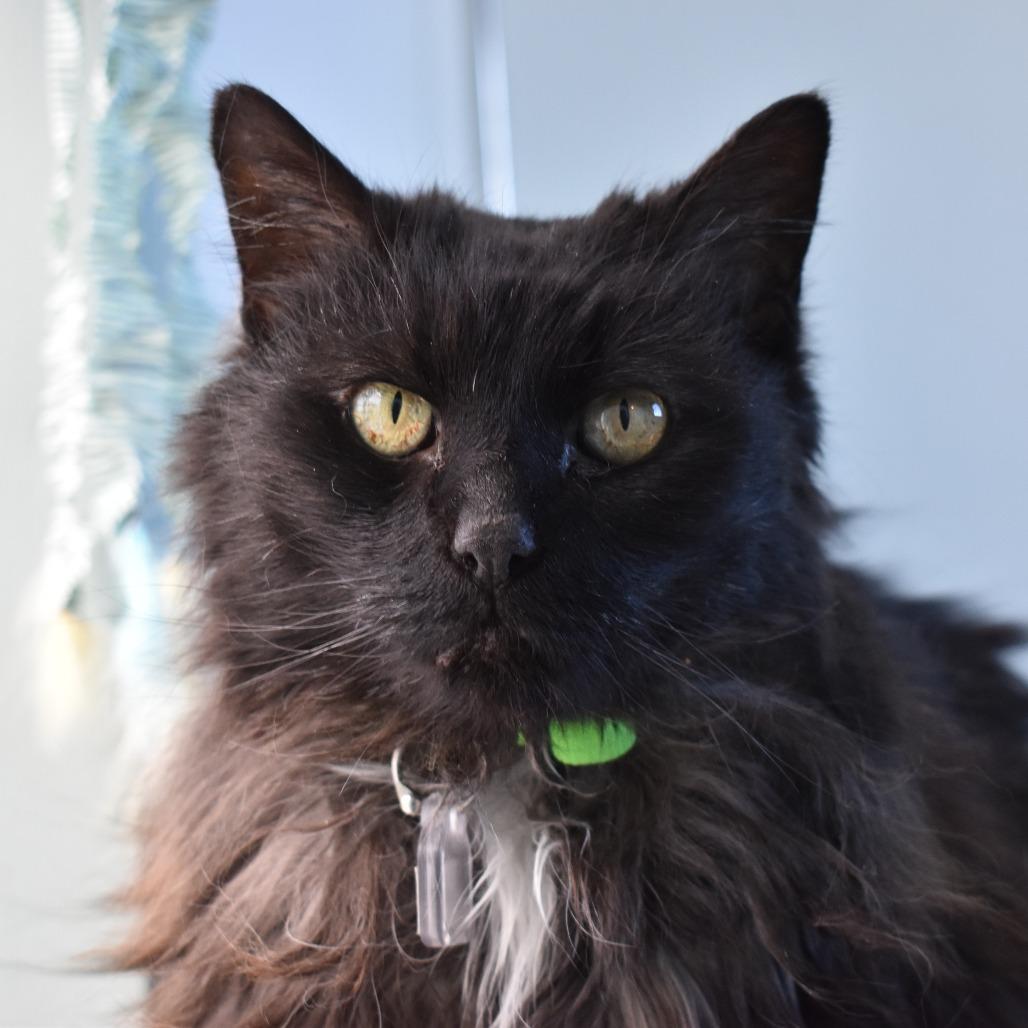 Enlarge Pamela, a Adoptable Domestic Short Hair in Lakewood, CO image 3/4