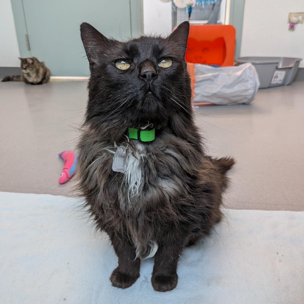 Enlarge Pamela, a Adoptable Domestic Short Hair in Lakewood, CO image 4/4
