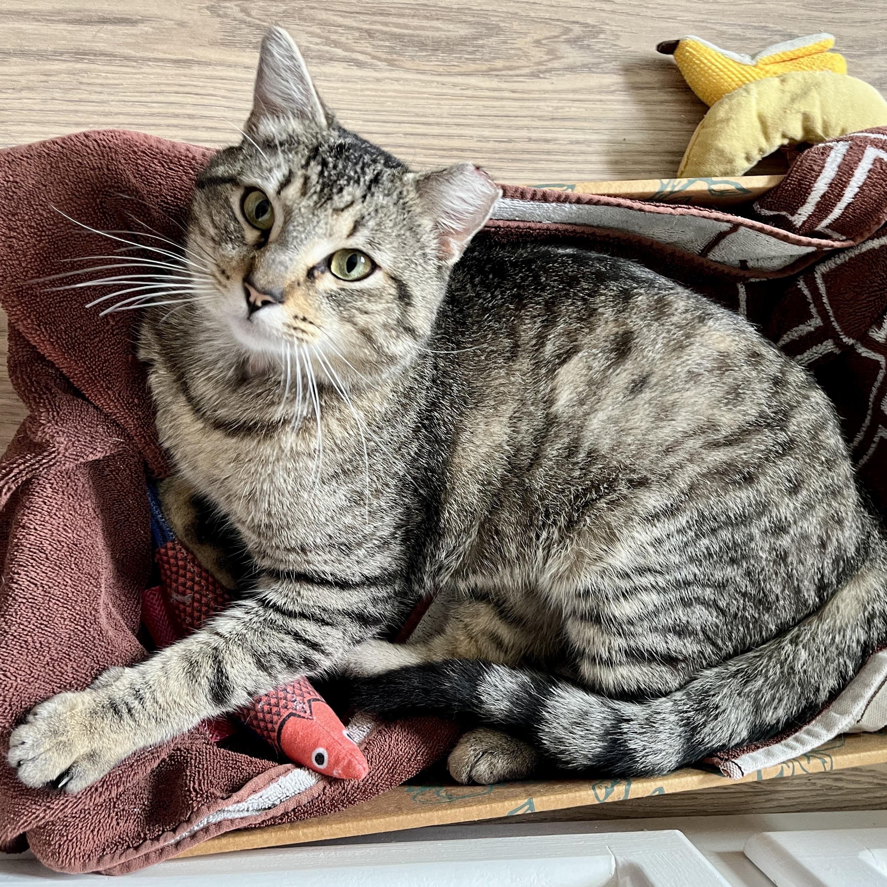 Axel, ADOPTABLE, Adult Male Domestic Short Hair.